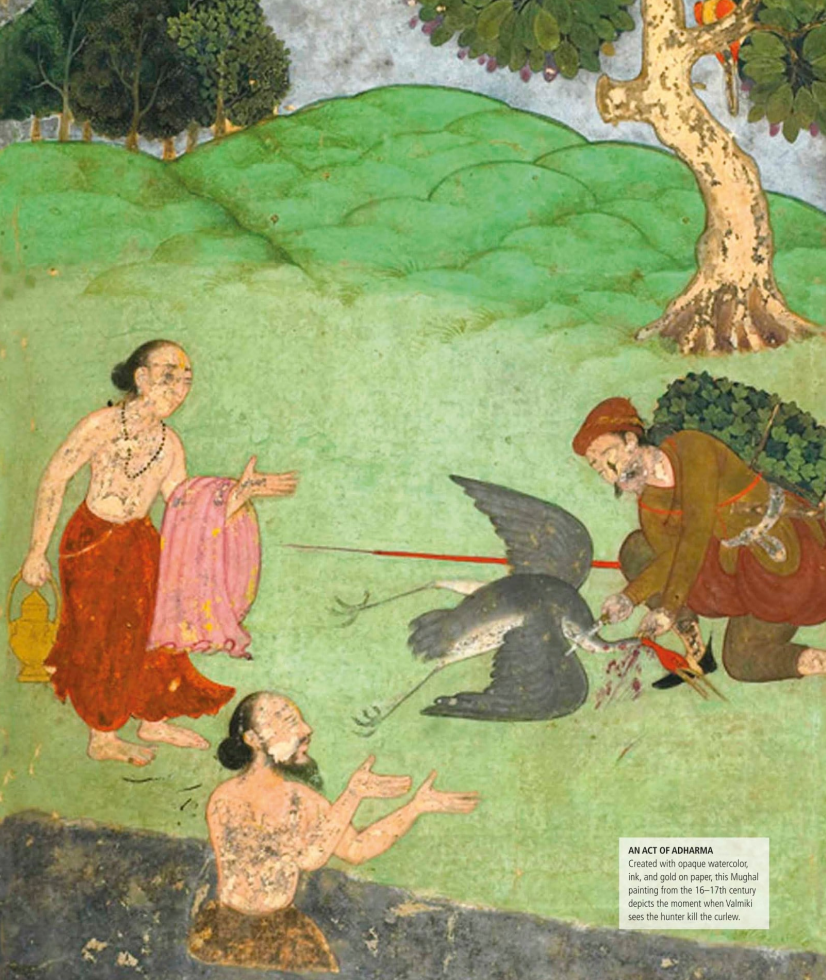 killing of curlew